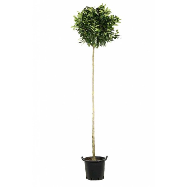 Prunus laurocerasus 'Etna'