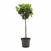 Prunus laurocerasus 'Etna'