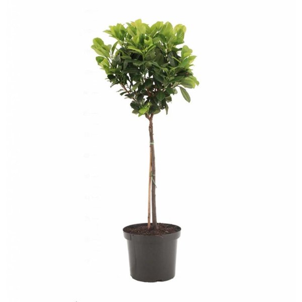 Prunus laurocerasus 'Etna'