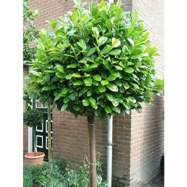 Prunus laurocerasus 'Etna'
