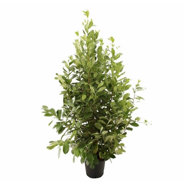 Prunus laurocerasus 'Rotundifolia'