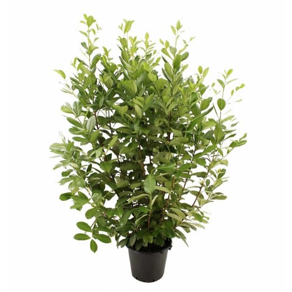 Prunus laurocerasus 'Rotundifolia'