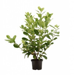 Alle tuinplanten