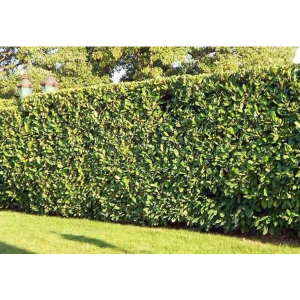 Prunus laurocerasus 'Rotundifolia'