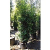 Prunus lusitanica 'Angustifolia'