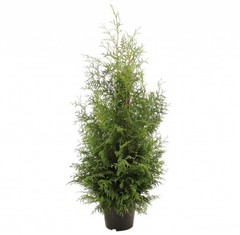 Thuja