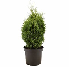 Thuja