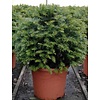 Taxus baccata (bol)