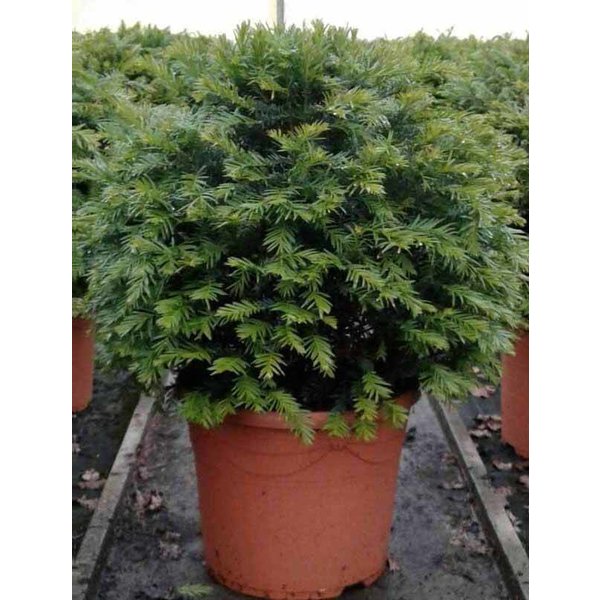 Taxus baccata (bol)