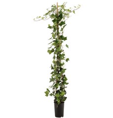 Hedera