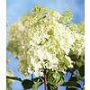 Hydrangea paniculata 'Phantom' op stam