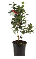 Camelia