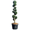 Chamaecyparis lawsoniana 'Columnaris' Multibol