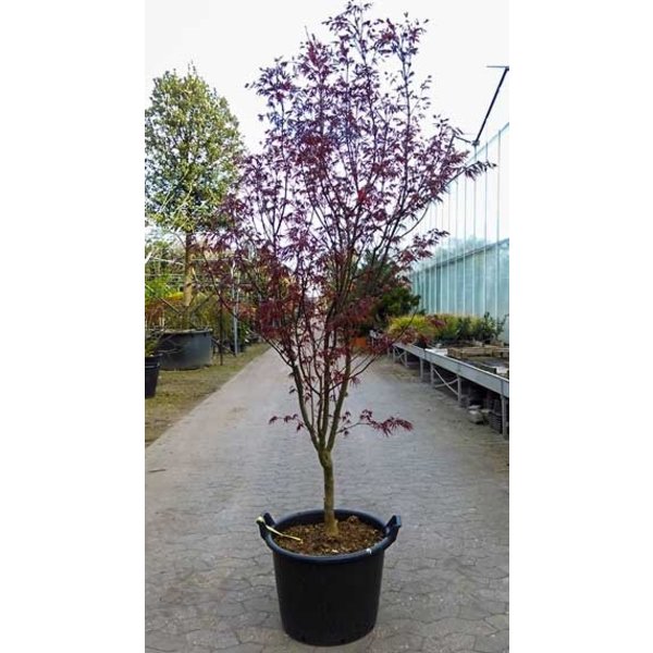 Acer palmatum 'Bloodgood'