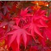 Acer palmatum 'Osakazuki'