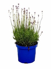 Lavendel