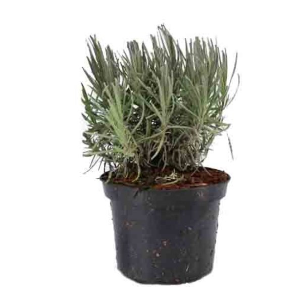 Lavandula angustifolia 'Munstead'