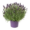 Lavandula stoechas