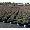 Lavandula stoechas