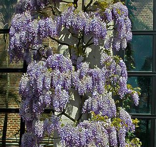 De Wisteria Sinensis Prolific Eenvoudig En Snel Online Bestellen Fleur Nl