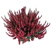 Calluna vulgaris 'Beauty Ladies Selly'