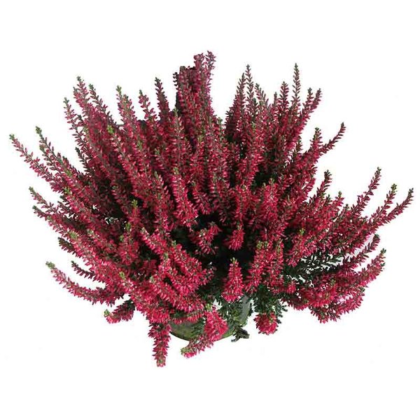 Calluna vulgaris 'Beauty Ladies Selly'