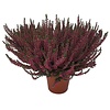Calluna vulgaris 'Beauty Ladies Selly'