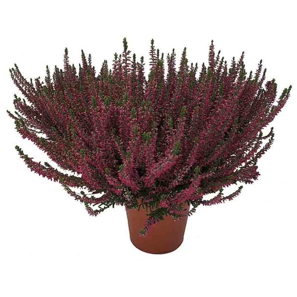 Calluna vulgaris 'Beauty Ladies Selly'