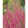 Calluna vulgaris 'Beauty Ladies Selly'