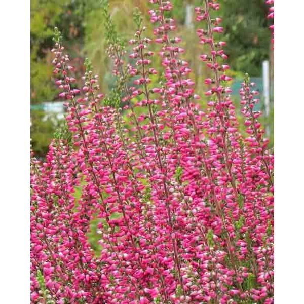 Calluna vulgaris 'Beauty Ladies Selly'