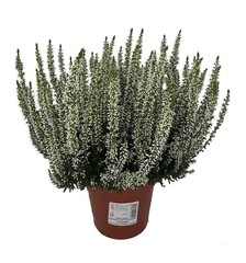 Tuinplanten
