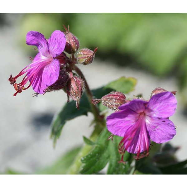 Geranium macrorrhizum 'Czakor'