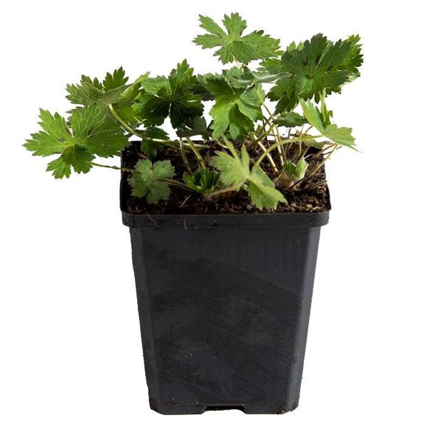 Geranium phaeum