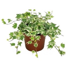 Bladplanten