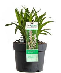 Bladplanten
