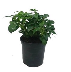 Tuinplanten