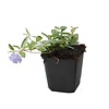 Vinca minor