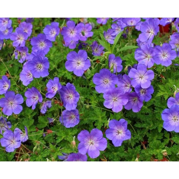 Geranium 'Rozanne'
