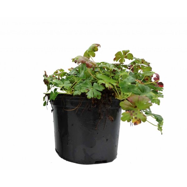 Geranium cantabrigiense 'Cambridge'