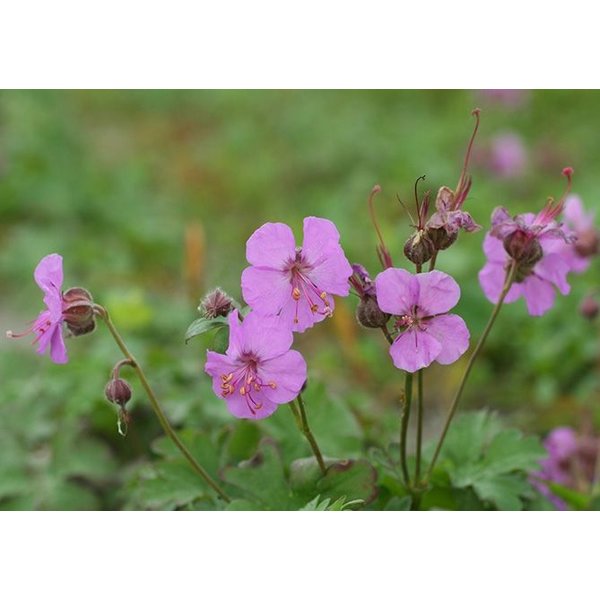 Geranium cantabrigiense 'Cambridge'
