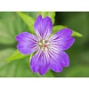Geranium nodosum