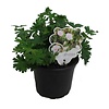 Geranium sanguineum var. striatum