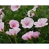 Geranium sanguineum var. striatum