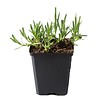Gypsophila 'Rosenschleier'