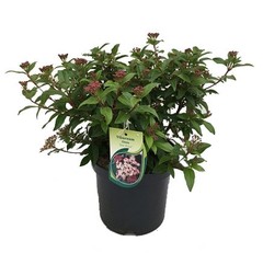 Viburnum