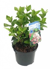 Viburnum