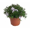 Phlox subulata 'Emerald Cushion Blue'