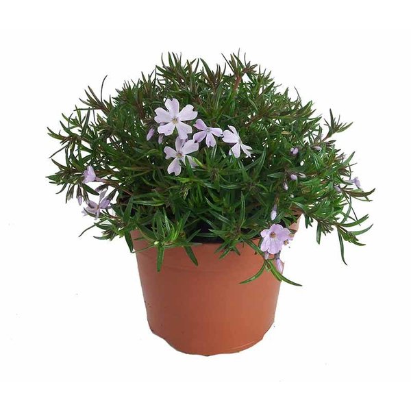 Phlox subulata 'Emerald Cushion Blue'