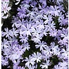 Phlox subulata 'Emerald Cushion Blue'