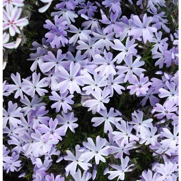 Phlox subulata 'Emerald Cushion Blue'
